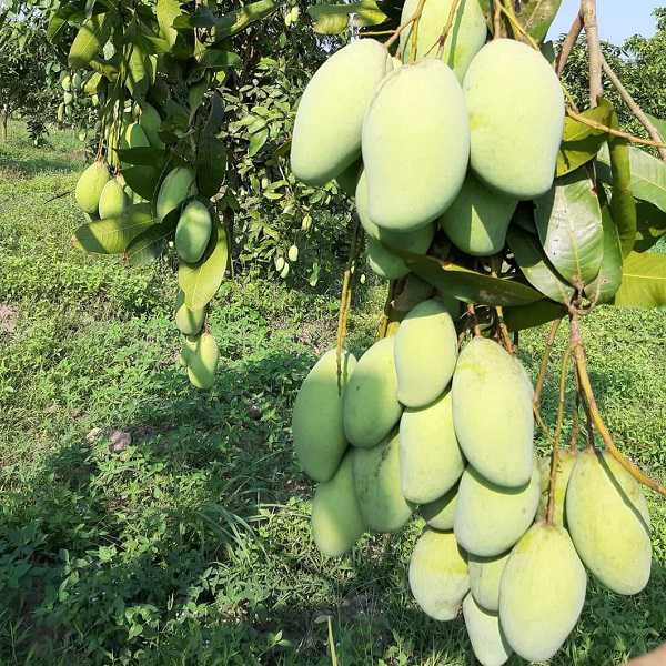 xoài keo xanh xoài keo xanh